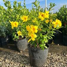 Allamanda